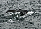 CapeCod (2)  Cape Cod whale
